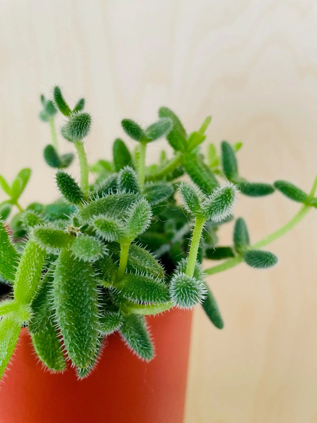 Delosperma Echinatum (augurkenplantje)