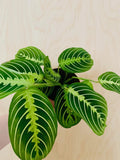 Maranta Lemon Lime