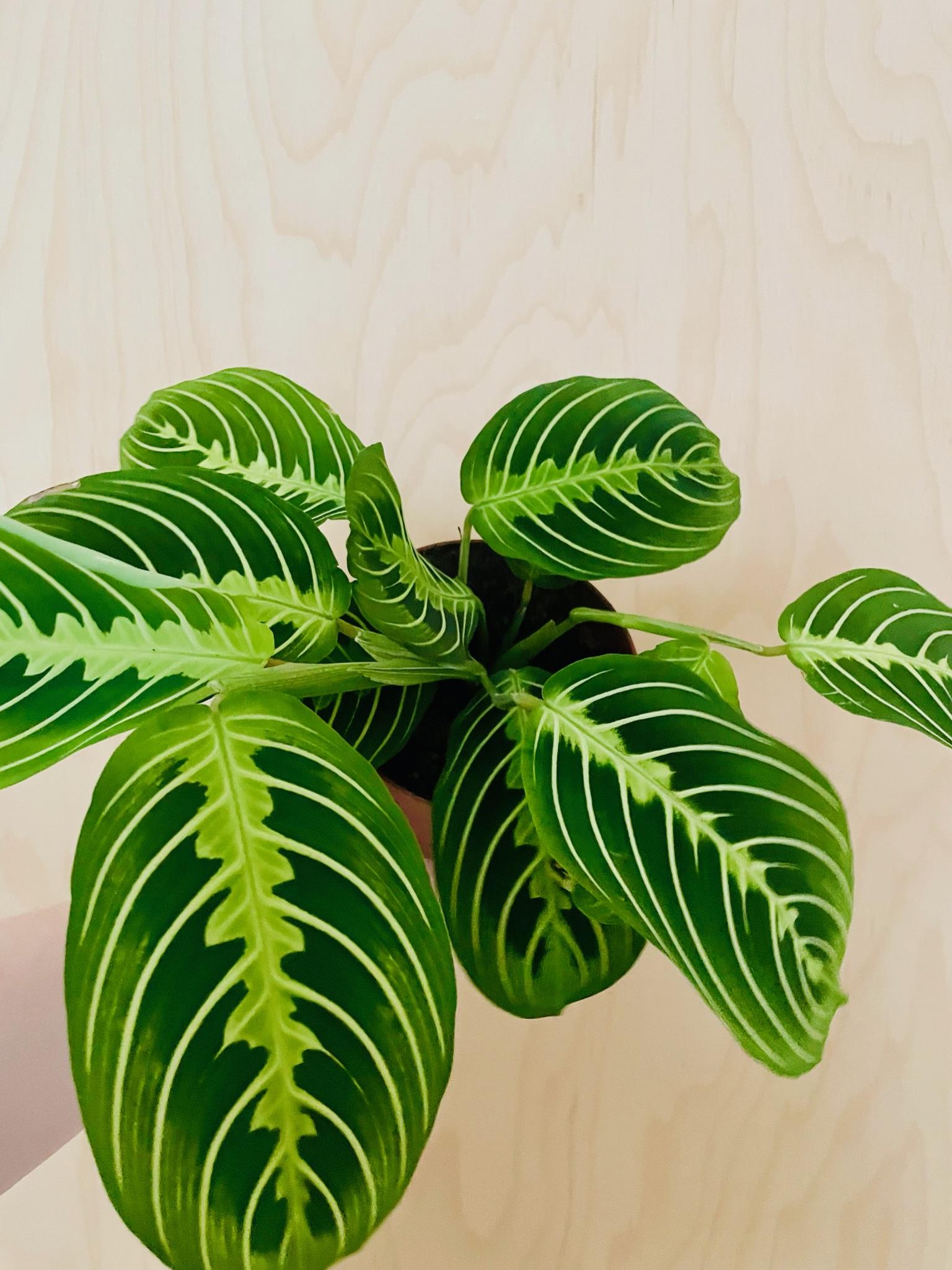 Maranta Lemon Lime