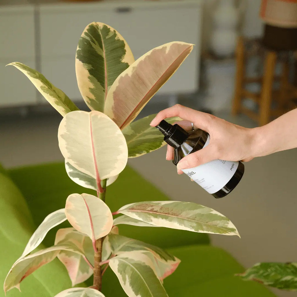 Plantcare routine - compleet verzorgingspakket voor planten