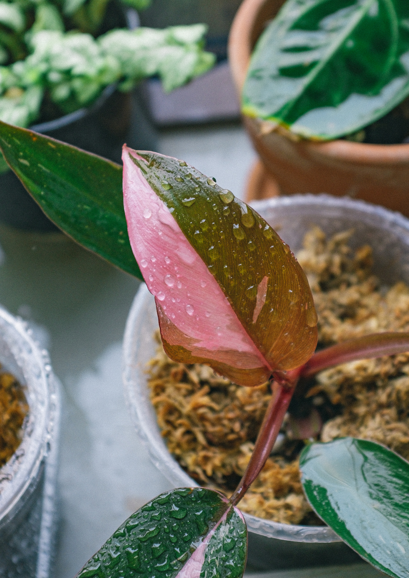 Philodendron Pink Princess