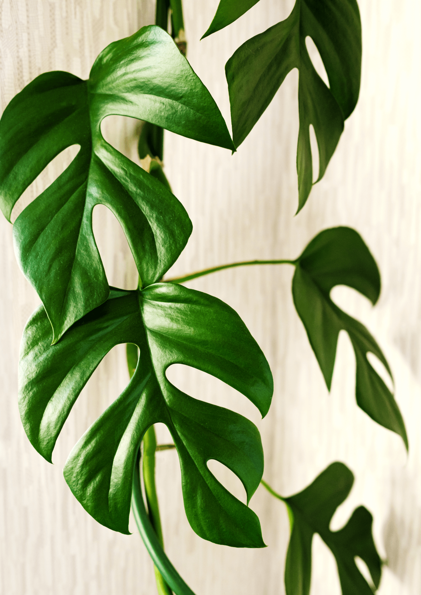 Rhapidophora Tetrasperma 'Monstera Minima'