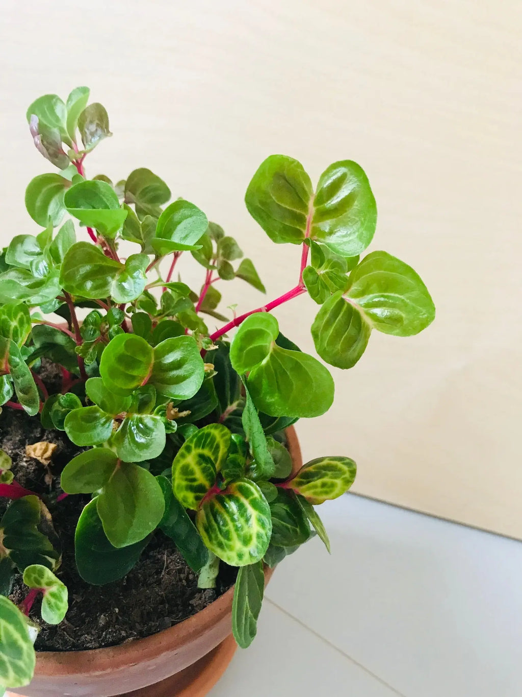 Iresine Herbstii 'Aureoreticulata' (biefstukplant)