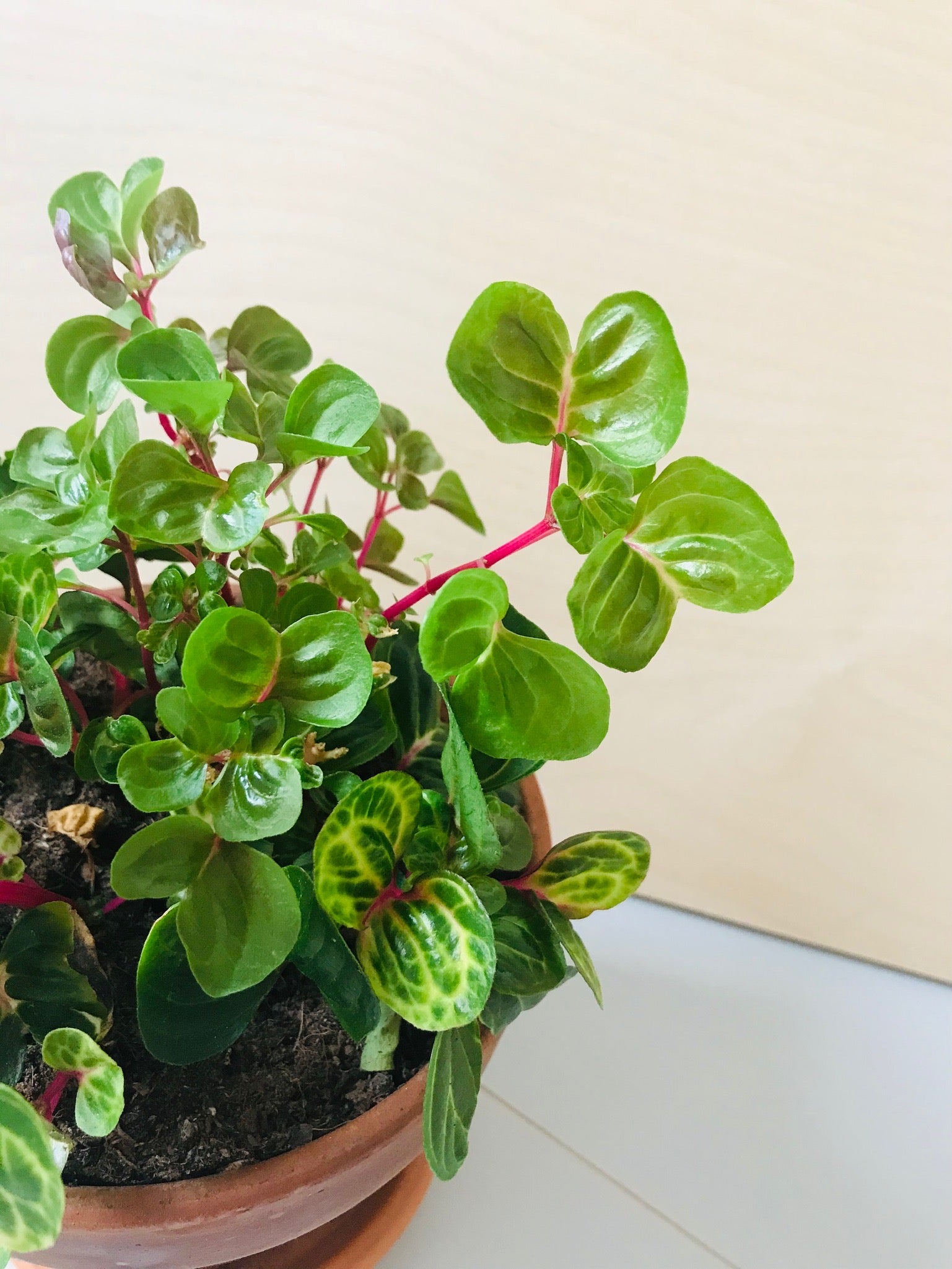 Iresine Herbstii 'Aureoreticulata' (biefstukplant)