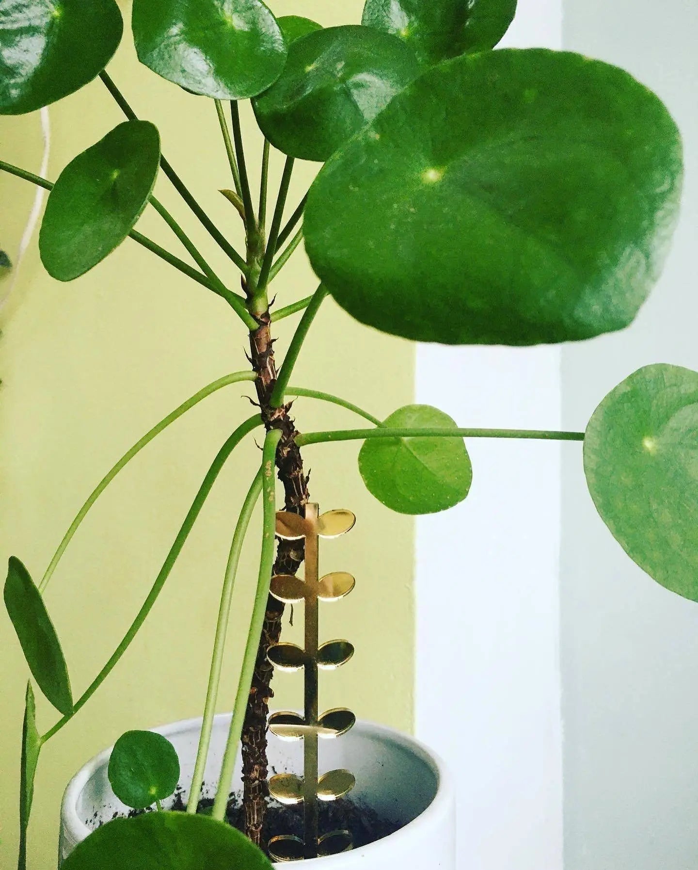 Plantensteun set Leaves