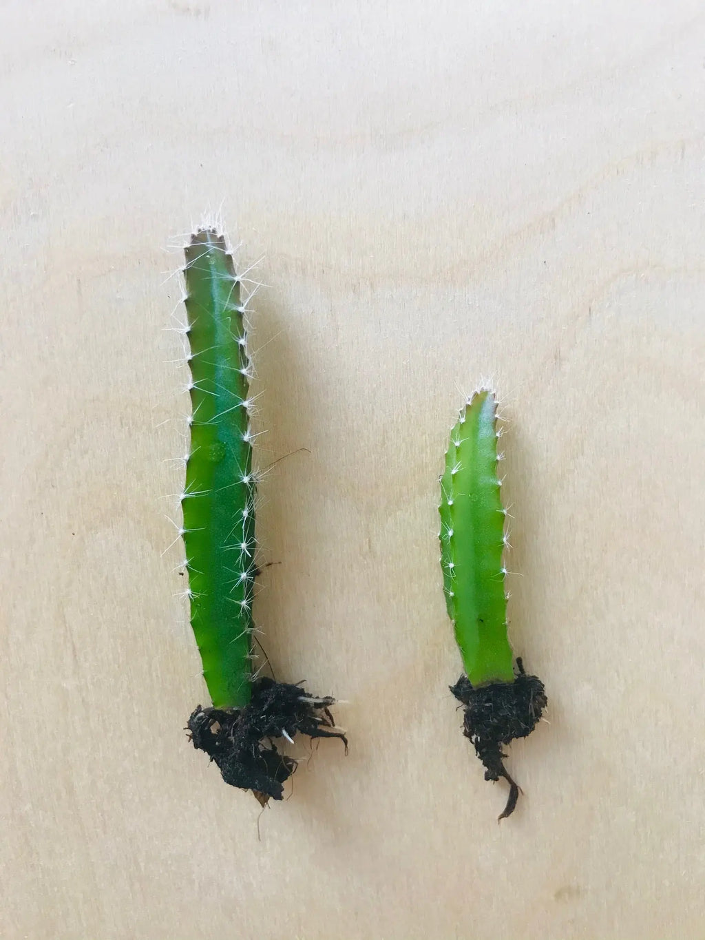 Hylocereus Undatus (drakenvrucht)