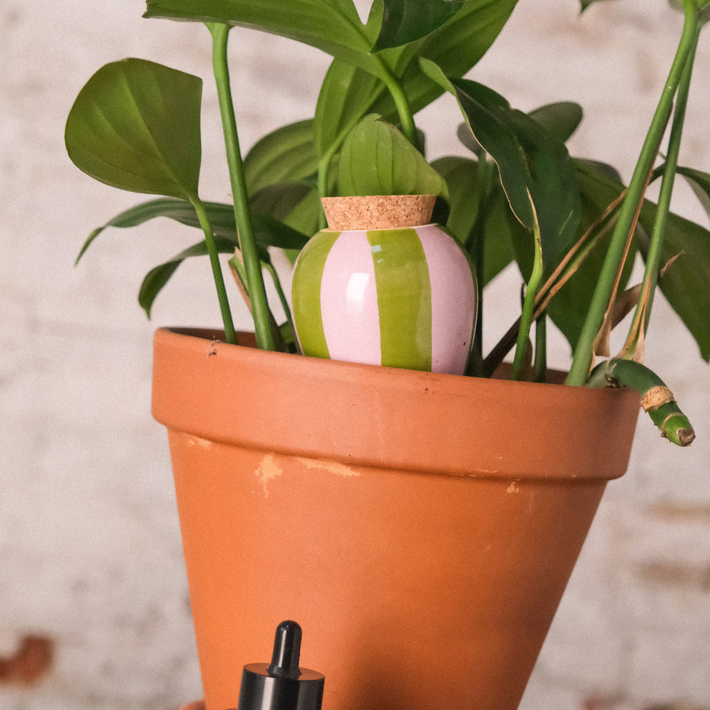 Olla van Pepin (groen en lila gestreept)