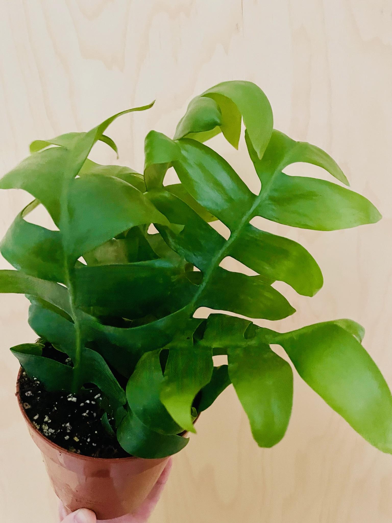 Epiphyllum Chrysocardium