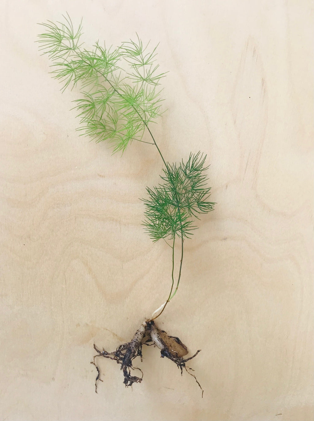 Asparagus Myriocladus (sierasperge)