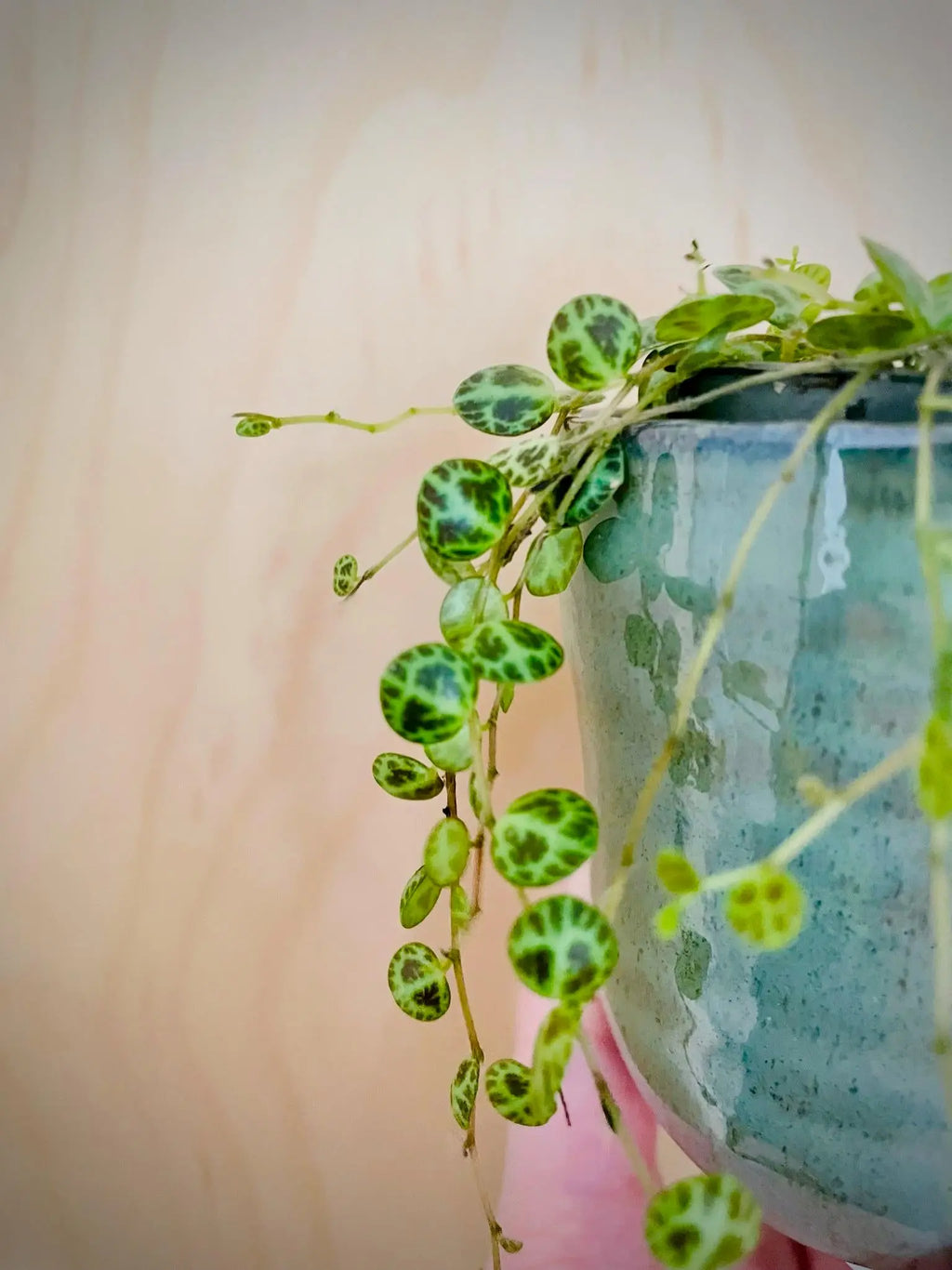 Peperomia Prostrata (String of Turtles)