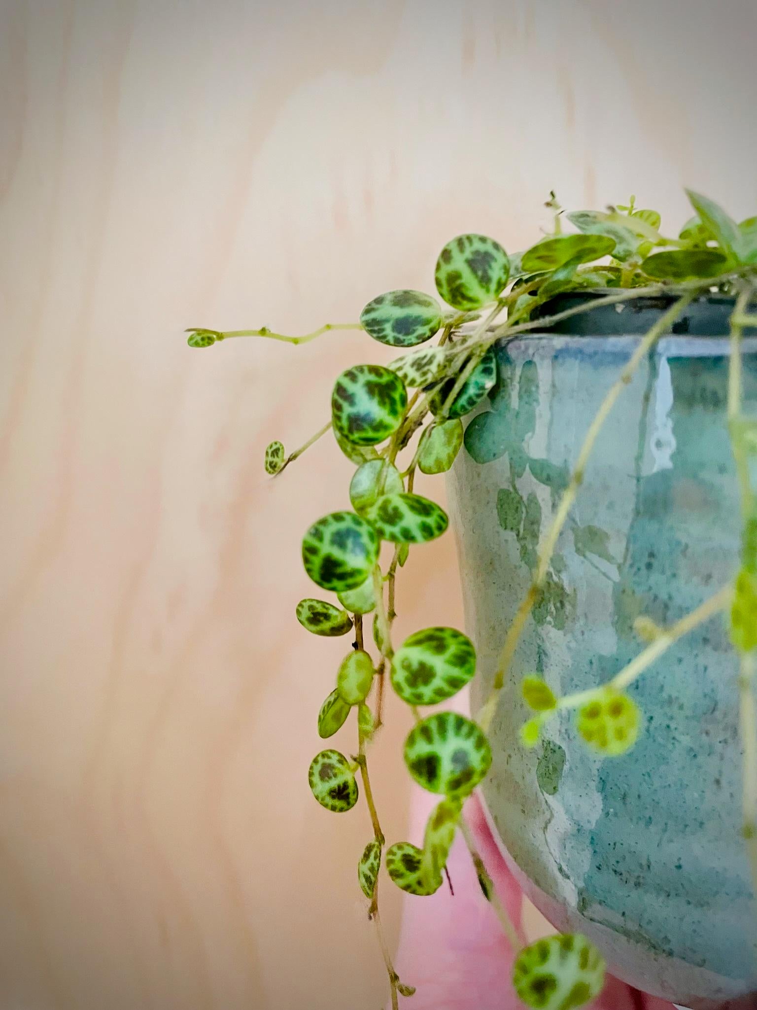 Peperomia Prostrata (String of Turtles)