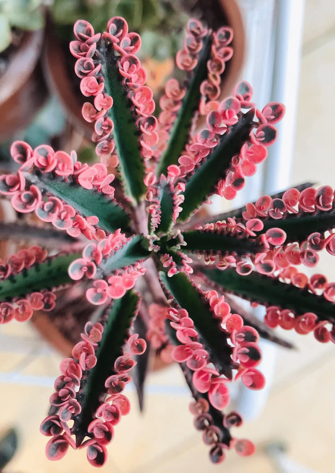 Kalanchoe Daigremontiana Pink Butterflies