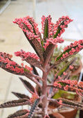 Kalanchoe Daigremontiana Pink Butterflies