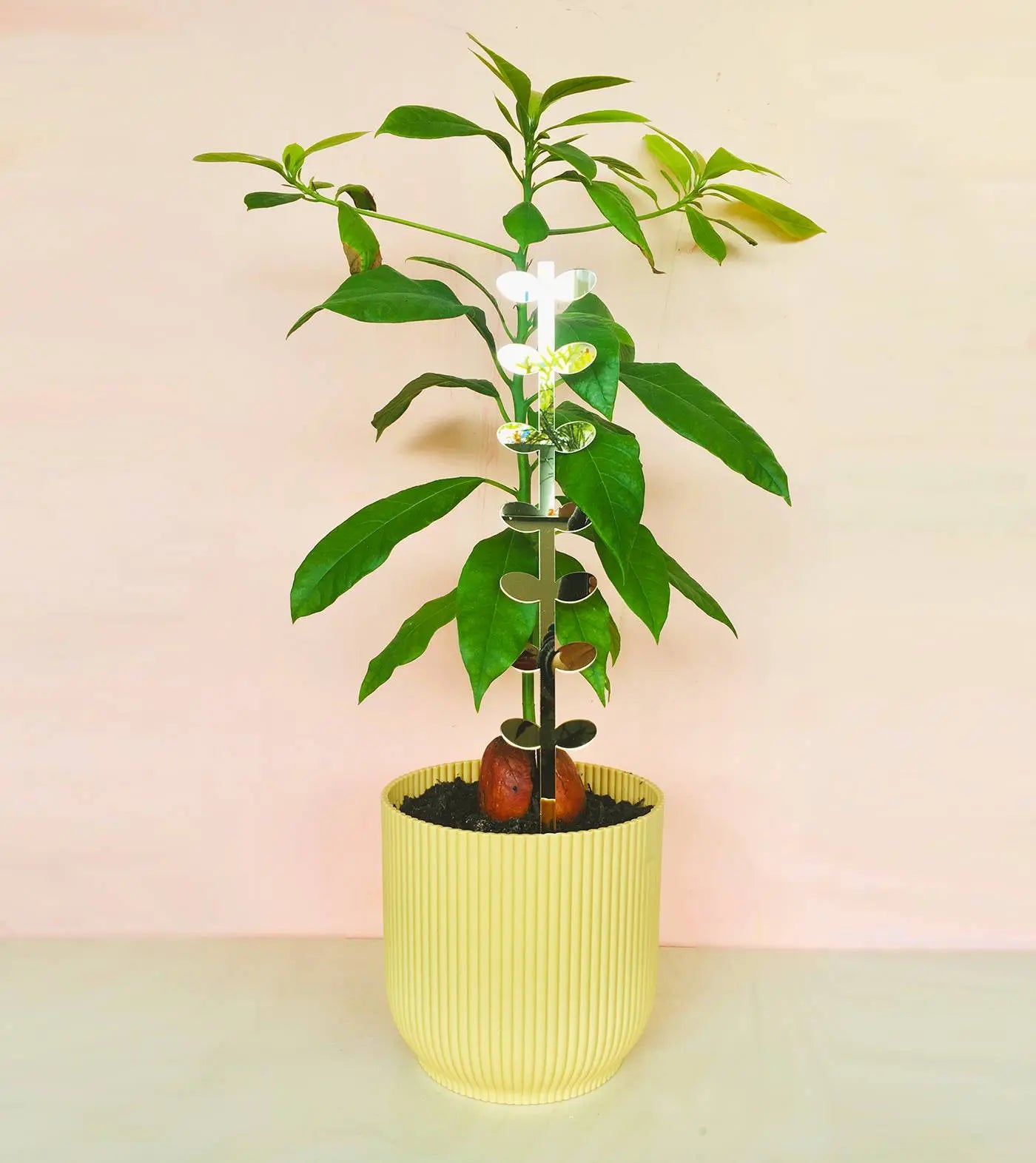 Plantensteun L Leaves