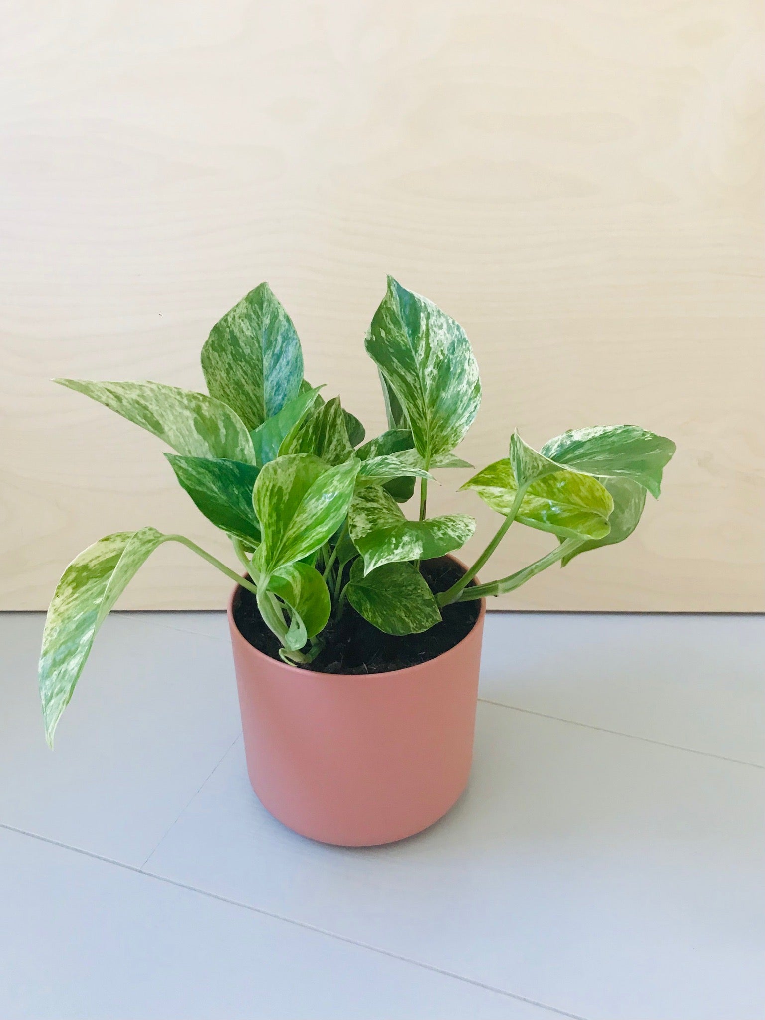 Scindapsus 'Marble Queen'