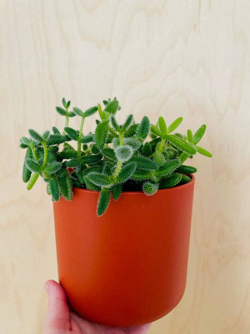 Delosperma Echinatum (augurkenplantje)