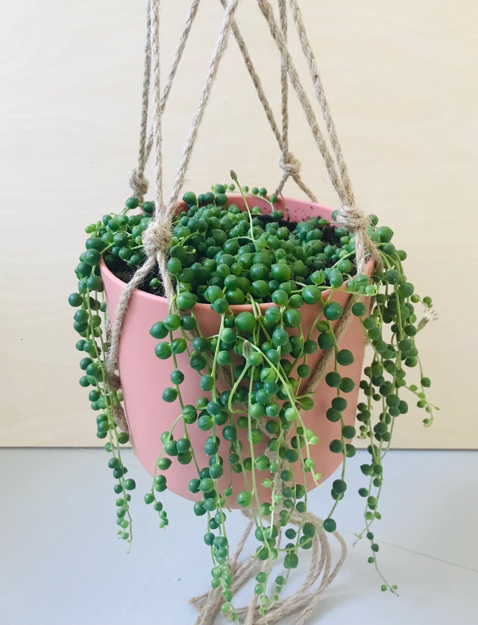 Senecio Rowleyanus (erwtenplant)