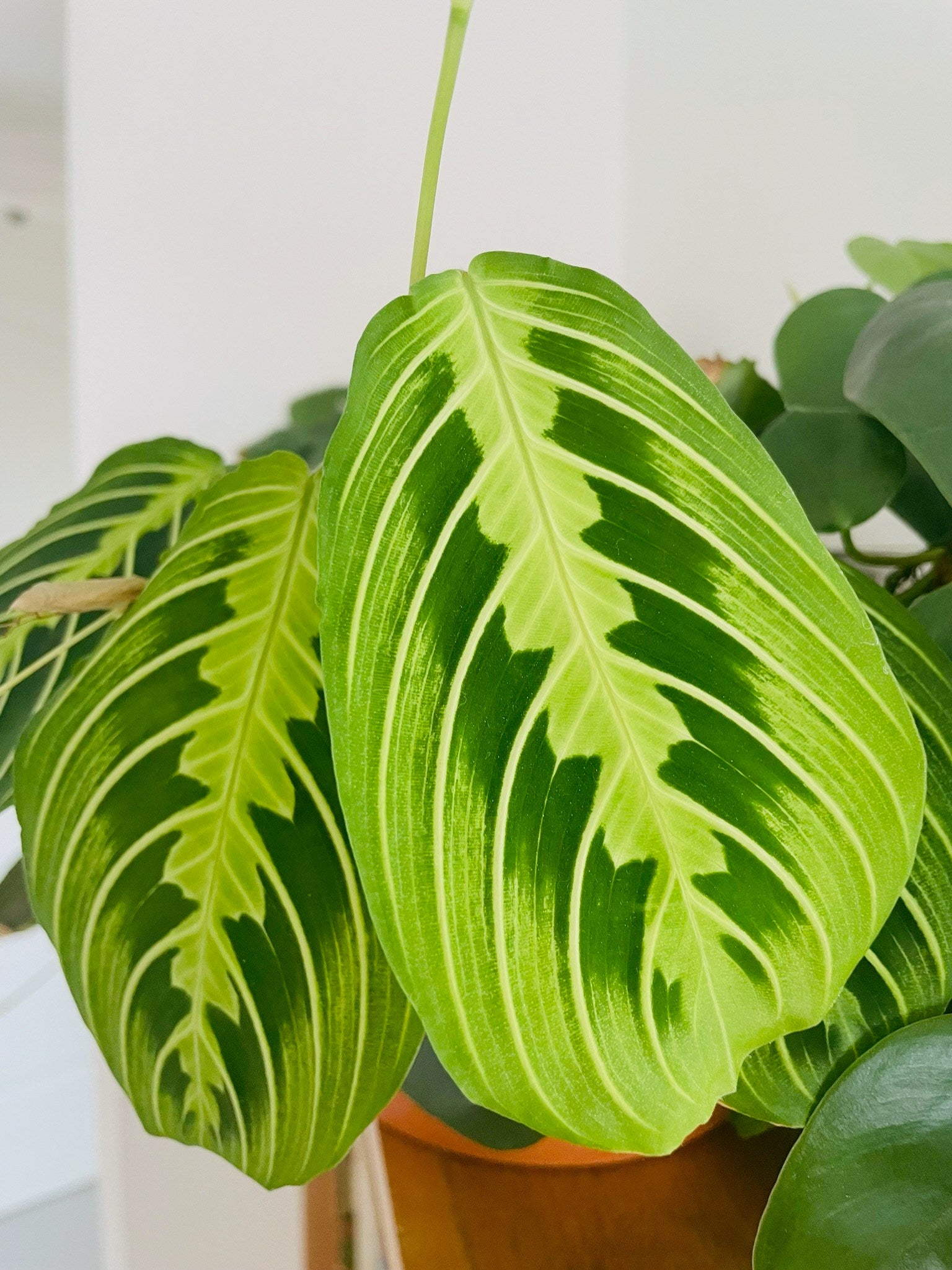Maranta Lemon Lime