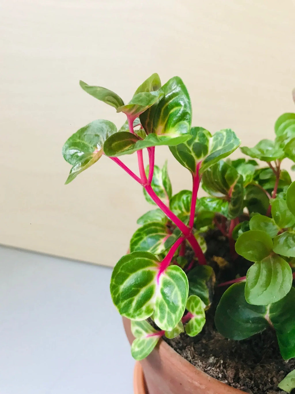 Iresine Herbstii 'Aureoreticulata' (biefstukplant)