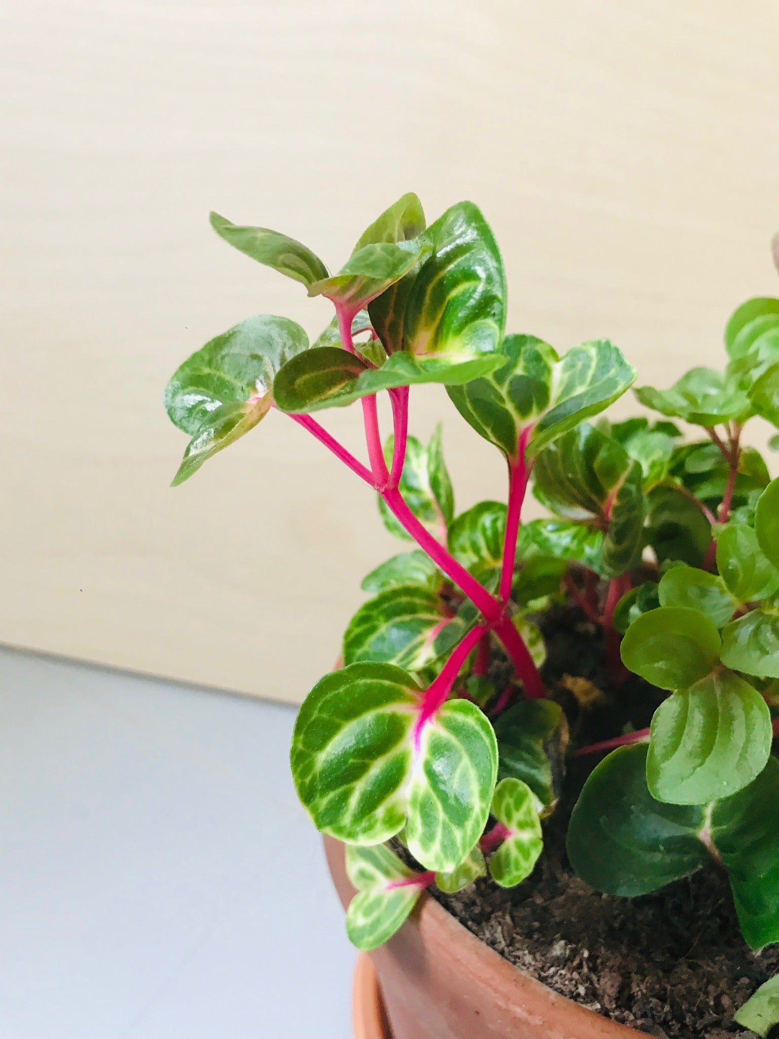 Iresine Herbstii 'Aureoreticulata' (biefstukplant)