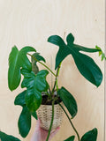 Philodendron Florida Green