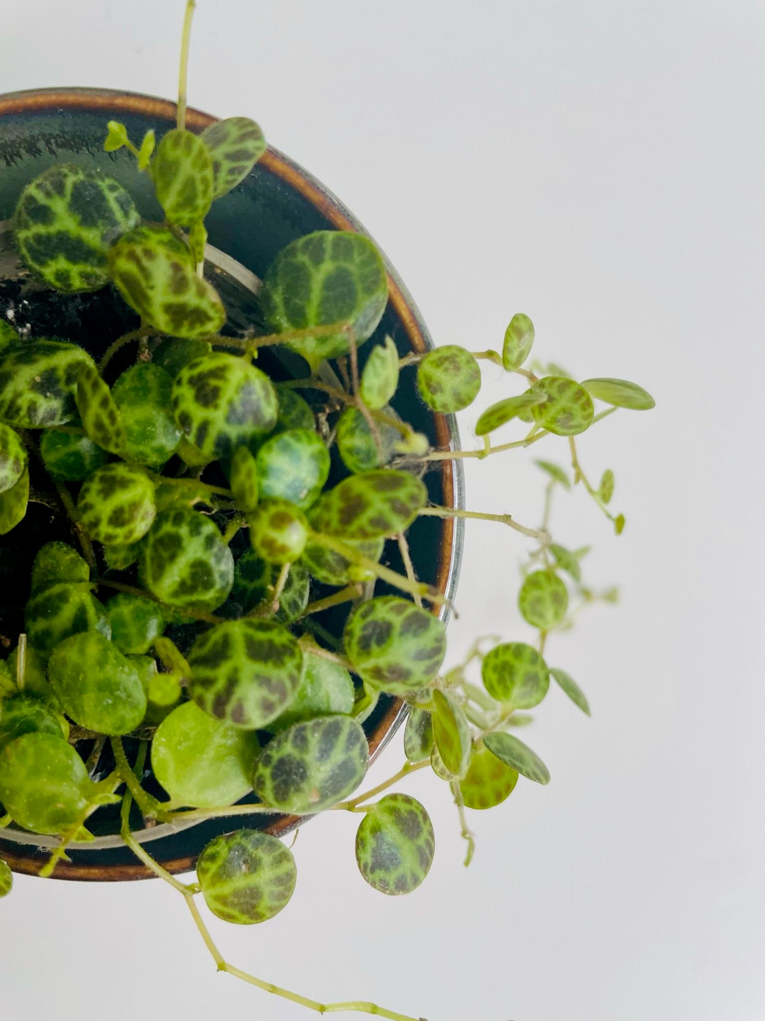 Peperomia Prostrata (String of Turtles)