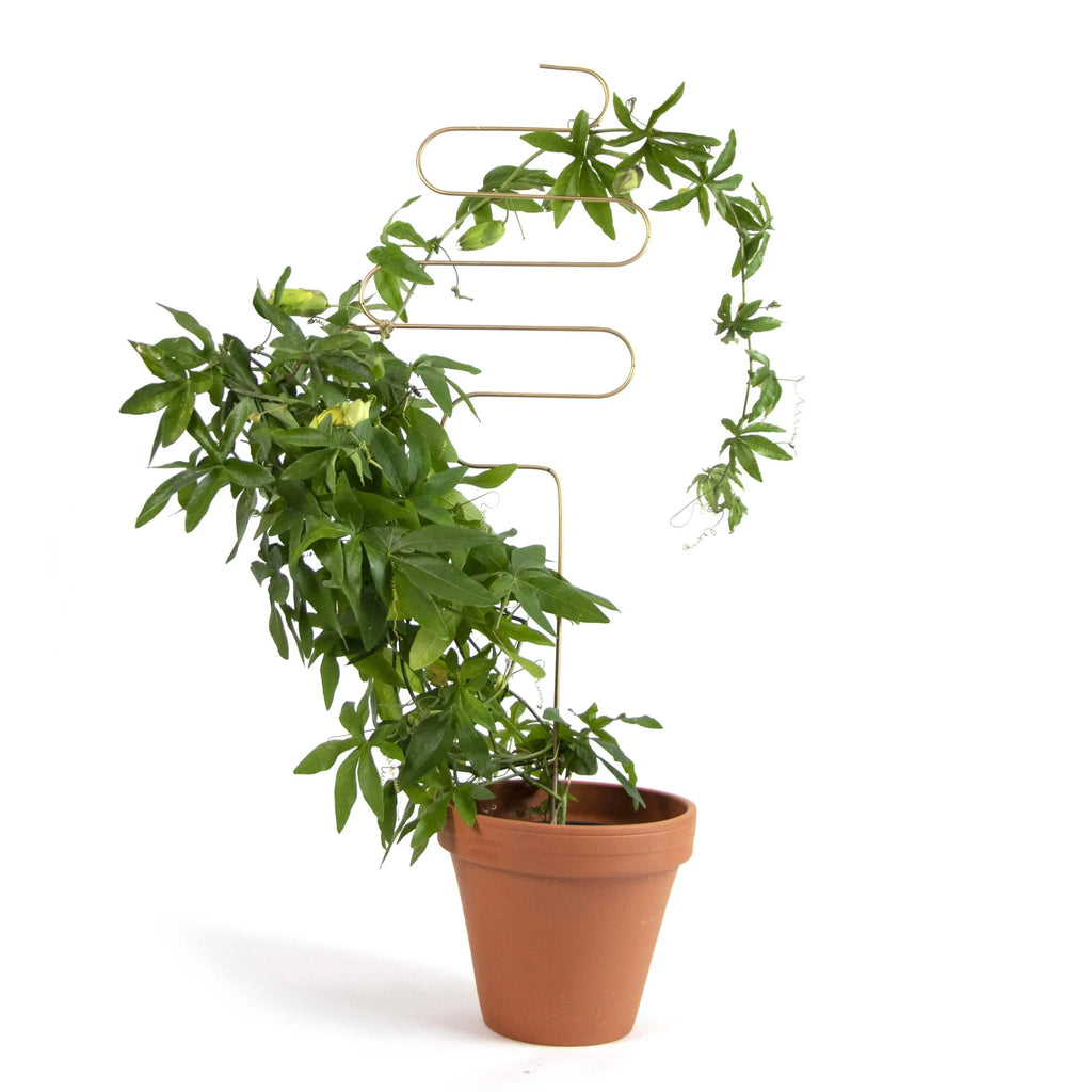 Plantensteun - Squiggle