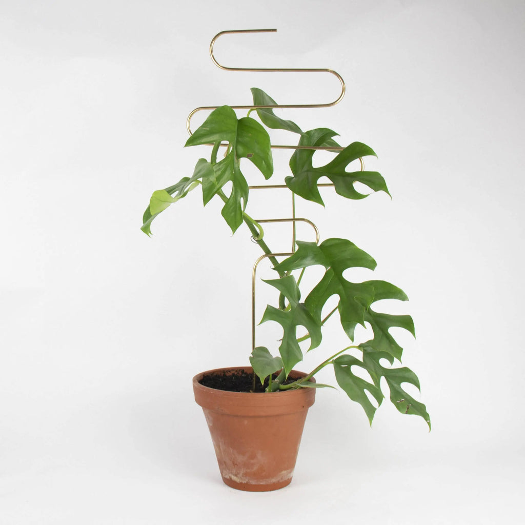 Plantensteun - Squiggle