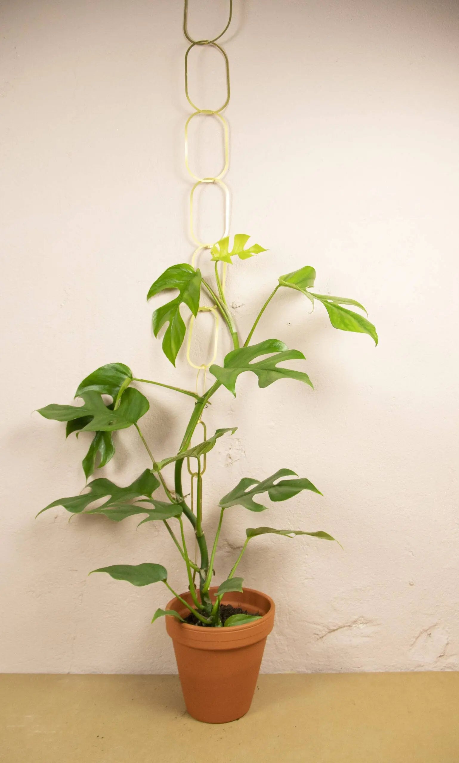 Gouden Messing Ketting: Klimplantensteun