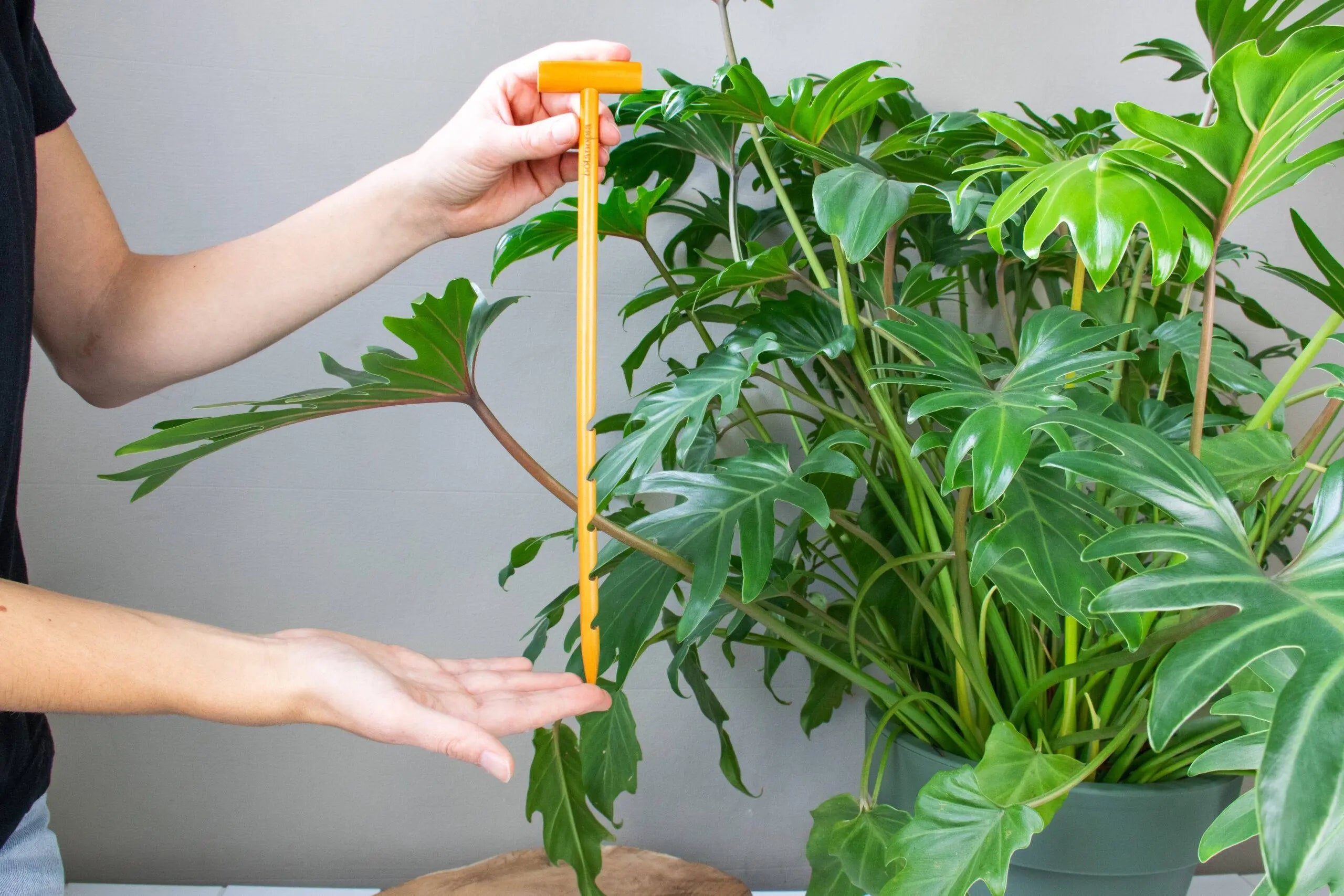 De grondchecker - houten bodemsonde om de vochtigheid van je potgrond te controleren