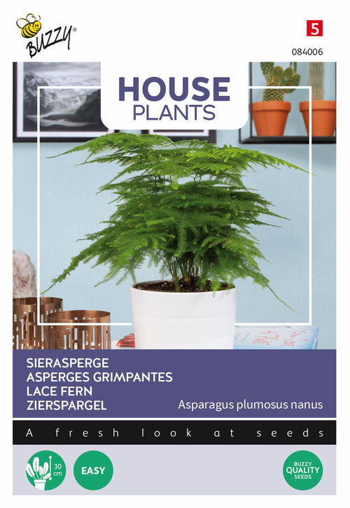 Buzzy® House Plants Asparagus (Sierasperge)