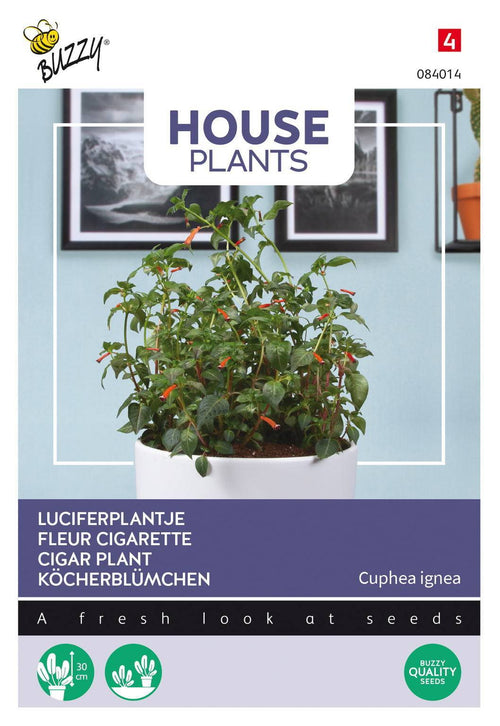 Buzzy® House Plants Cuphea (Luciferplantje)