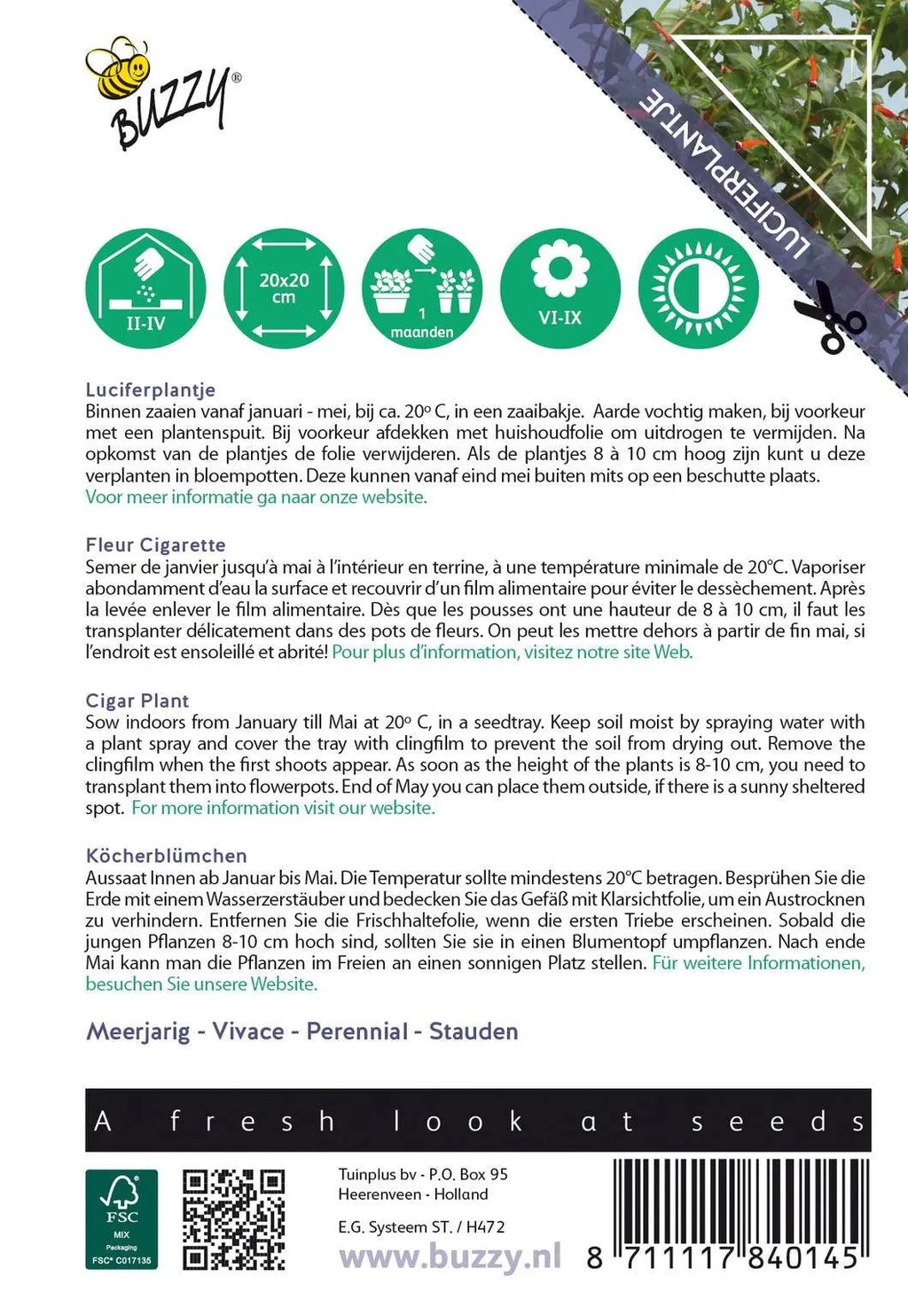 Buzzy® House Plants Cuphea (Luciferplantje)