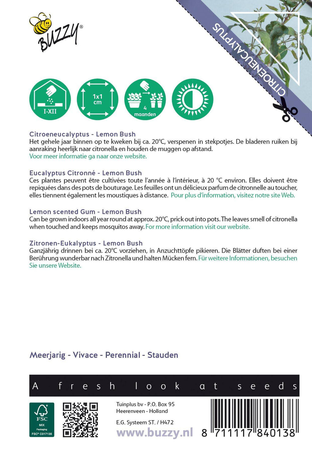 Buzzy® House Plants Eucalypthus (Lemon Bush)