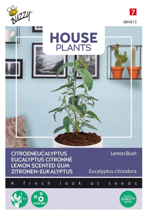 Buzzy® House Plants Eucalypthus (Lemon Bush)