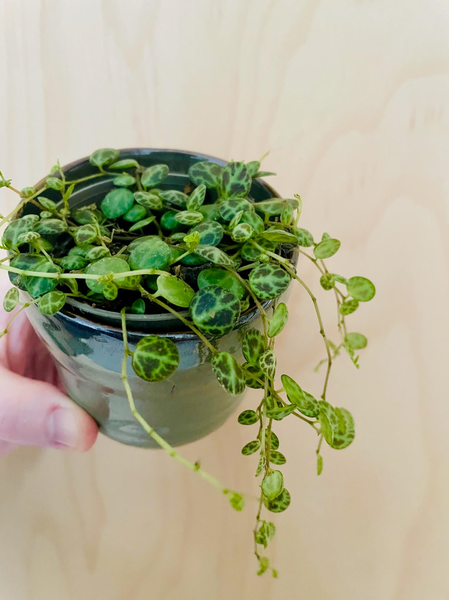 Peperomia Prostrata (String of Turtles)