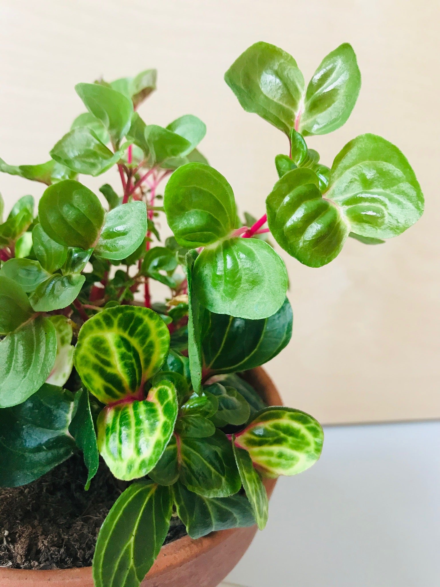 Iresine Herbstii 'Aureoreticulata' (biefstukplant)