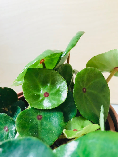 Begonia Conchifolia (Bull's Eye)