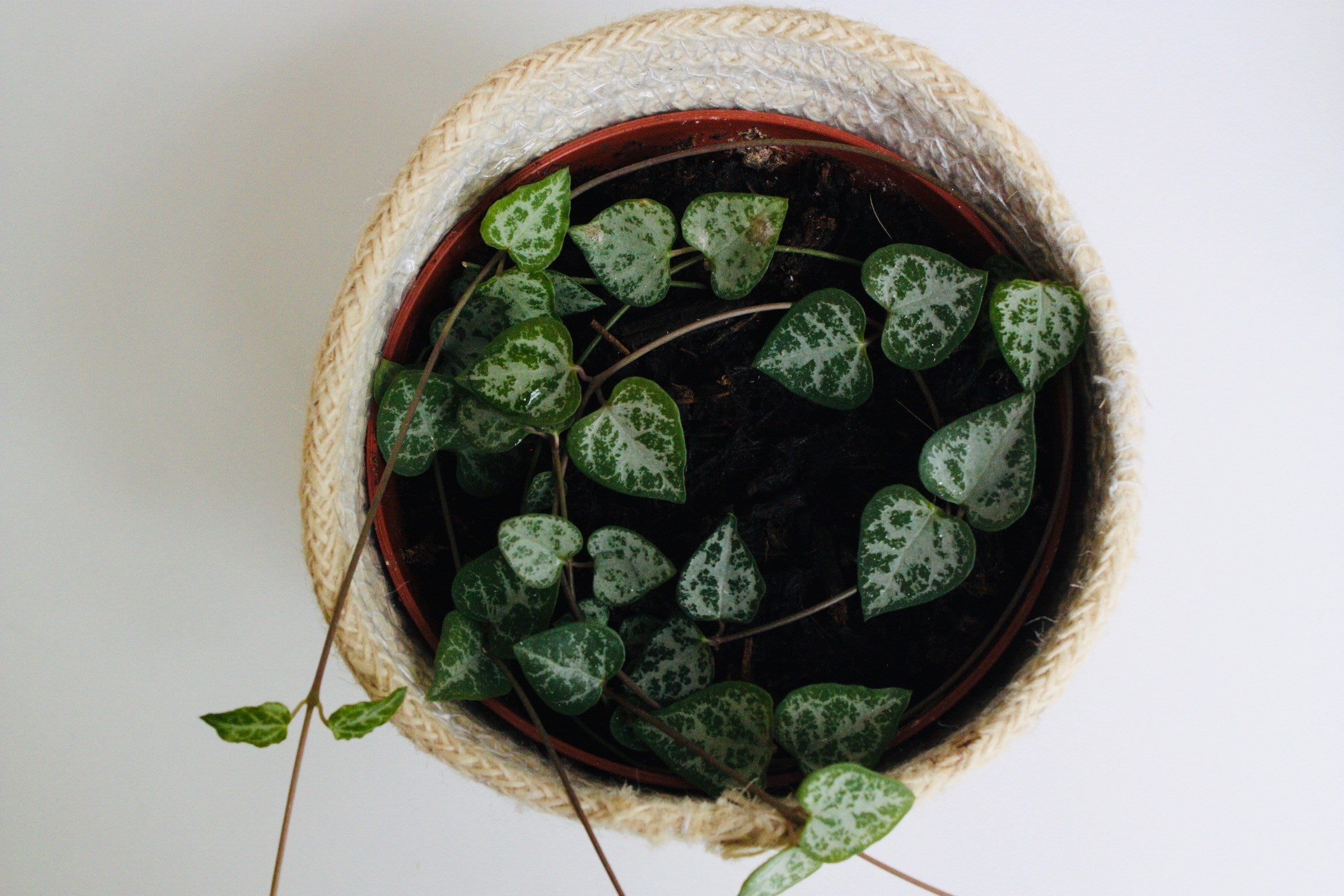 Ceropegia Woodii 'String of Spades'