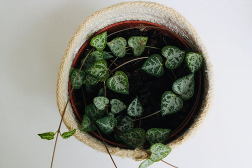Ceropegia Woodii 'String of Spades'