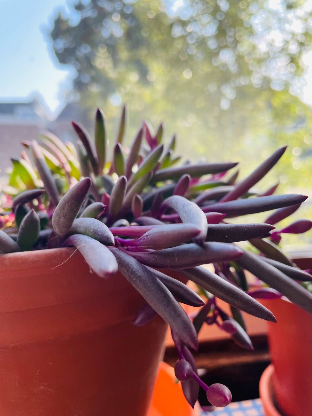 Senecio Herreianus Purple Flush