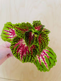 Coleus (siernetel) (ongeworteld)