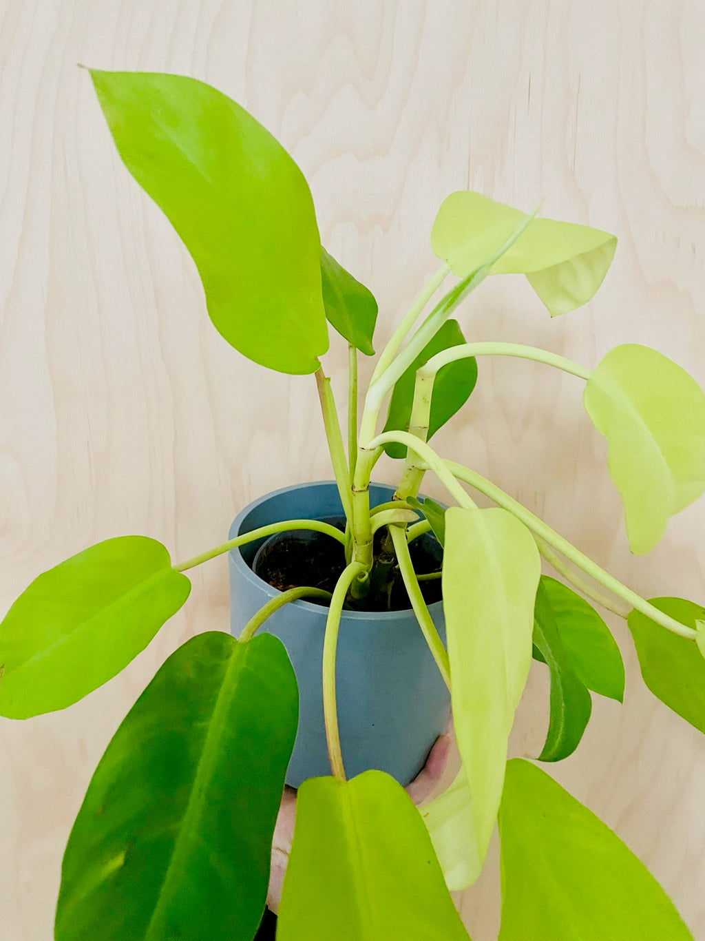 Philodendron Malay Gold