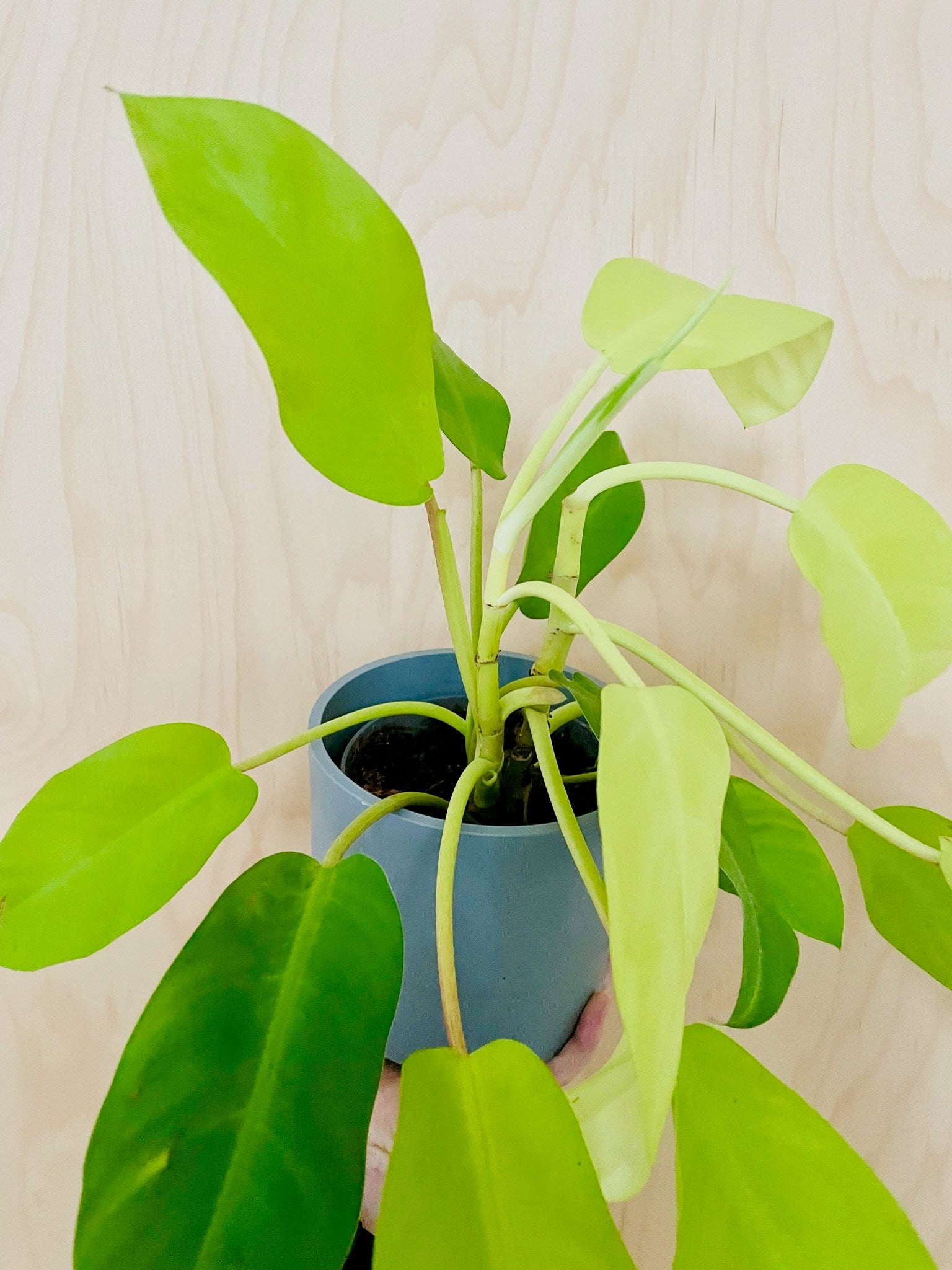 Philodendron Malay Gold