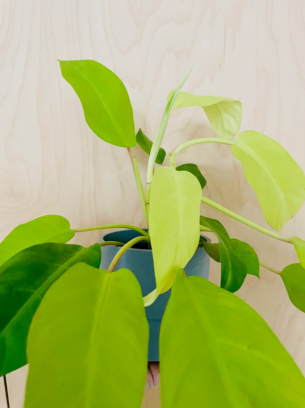 Philodendron Malay Gold