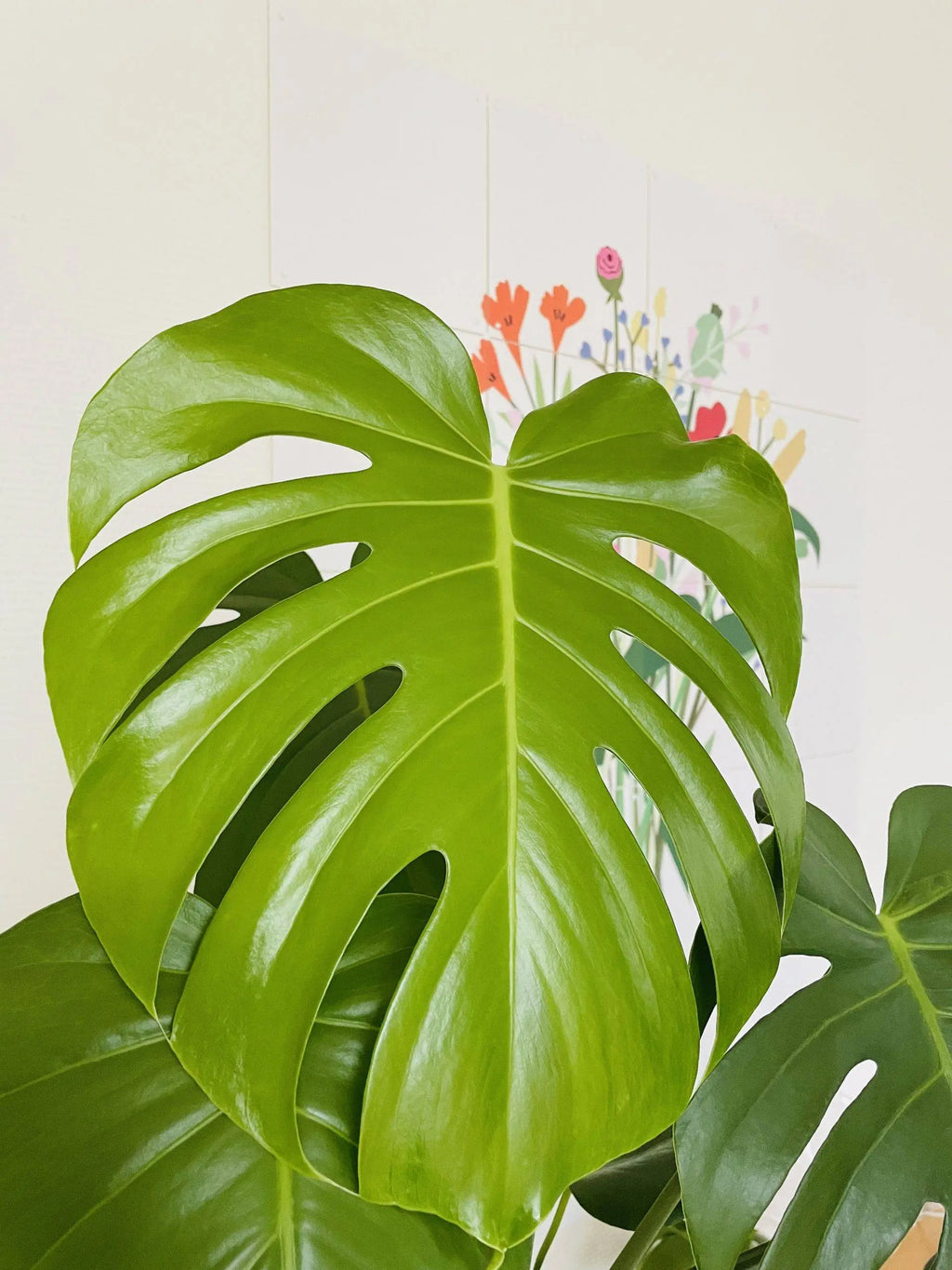 Monstera Deliciosa