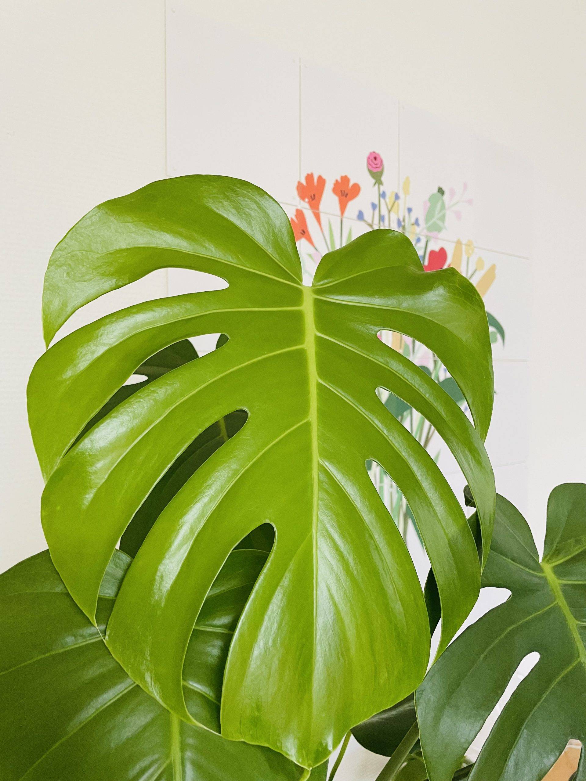 Monstera Deliciosa