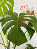 Monstera Deliciosa