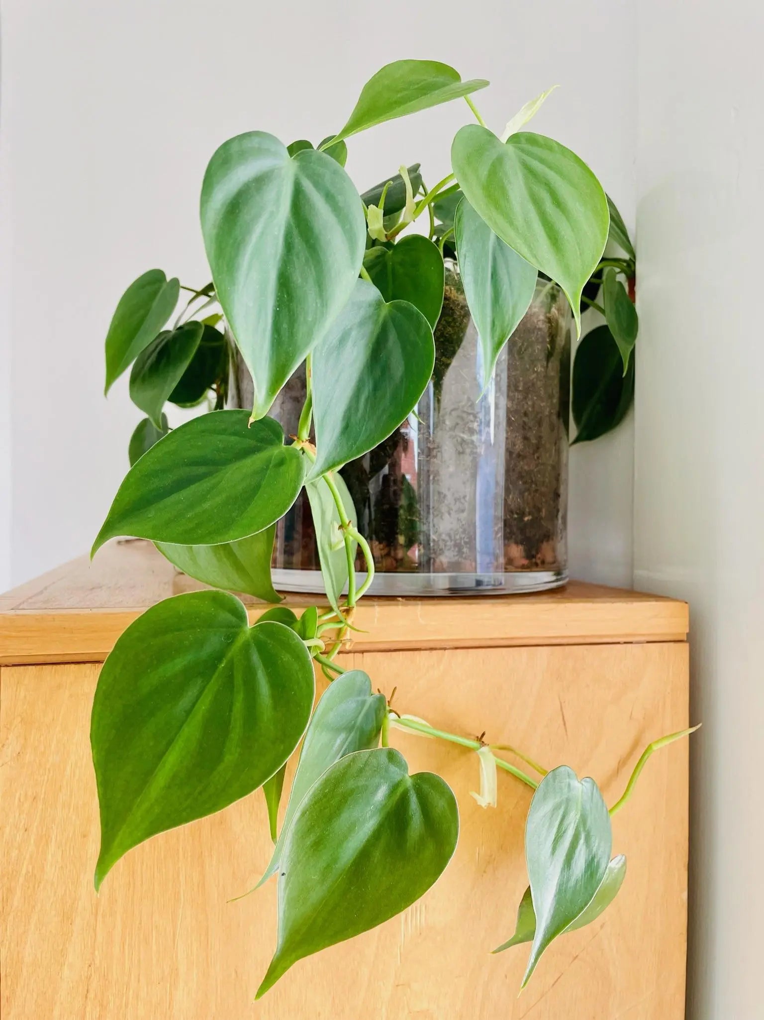 philodendron hangplant stekken Philodendron Scandens