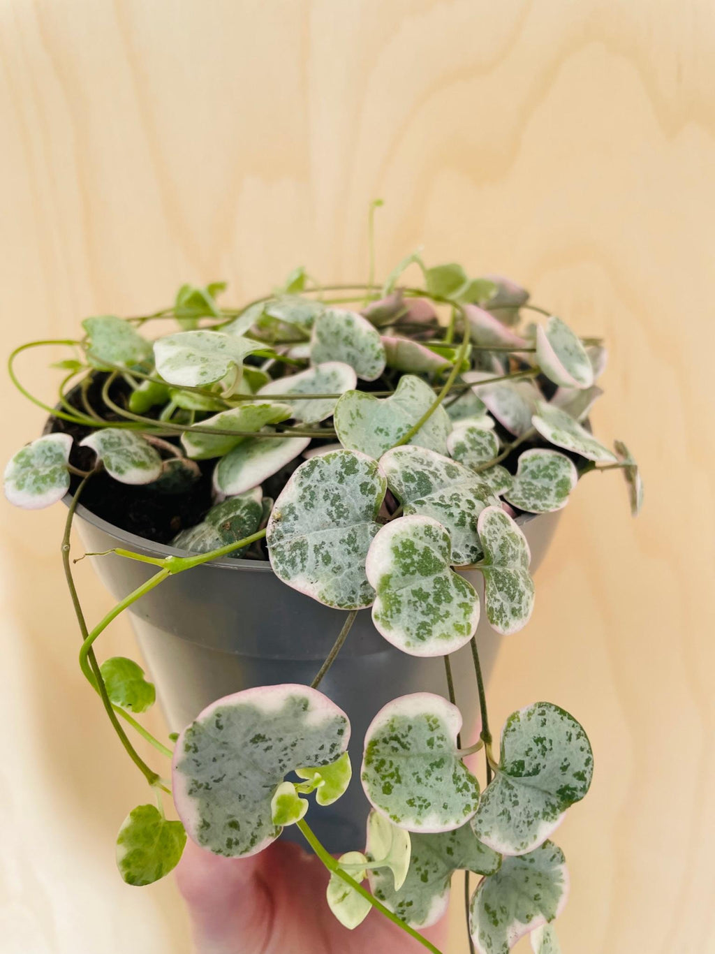 Ceropegia Woodii Variegata